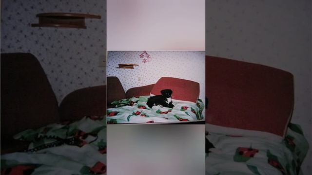 Мой Графуша, вот и пролетело 4 года без тебя...ты всё равно жив, и в сердце ты моём навсегда...❤️🩹 смотреть онлайн