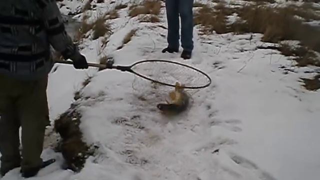 Карьер Бакал 05.11.2015 щука 3,8 кг. смотреть онлайн