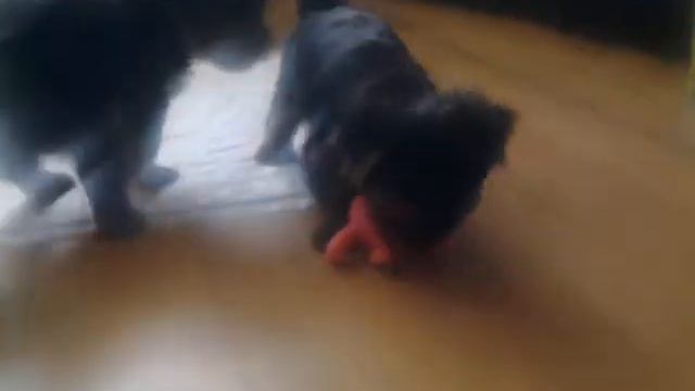 Очень злые щенки))) смотреть онлайн