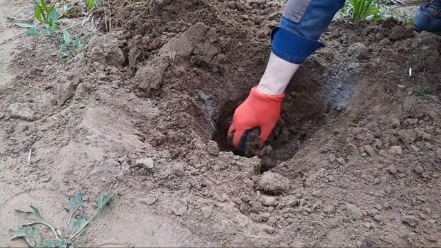 ПОСАДКА ЧЕРЕНКОВ СМОРОДИНЫ, СРЕЗАННЫХ ЗИМОЙ, В ОТКРЫТЫЙ ГРУНТ. ЛЕТО 2021. БУРЯТИЯ. смотреть онлайн