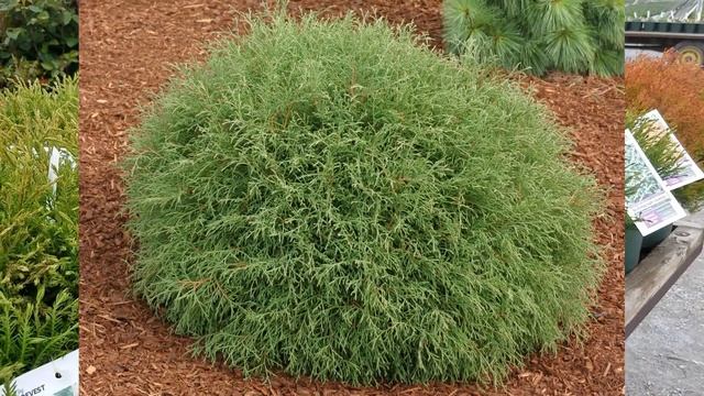 Best Shrubs - Thuja occidentalis Mr. Bowling Ball® ('Linesville') (Dwarf Globe Arborvitae) смотреть онлайн