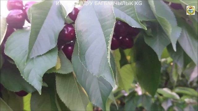Интенсивдуу Гилас бак ЛАПИНС сорту смотреть онлайн