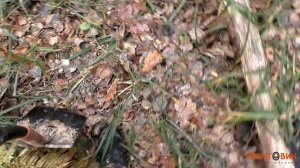 Металлоискатель Fisher F75+ | Поиск в лесу