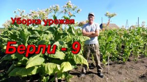 Уборка урожая - Средний ярус - сорт Берли 9.