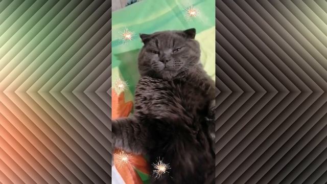 Смехота! Прикольные кошки и собаки с озвучкой смотреть онлайн