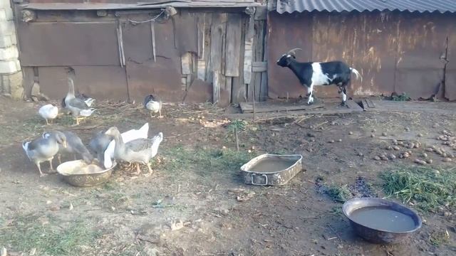 Красота животны смотреть онлайн