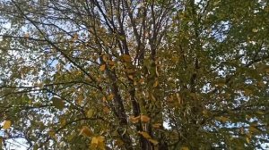 "Там где клен шумит" — Федор Добронравов