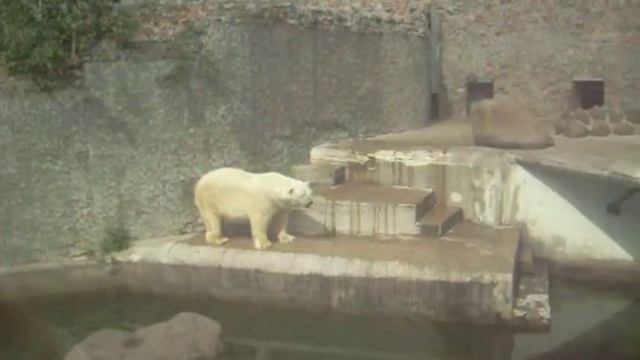 Белый медведь ест печенье смотреть онлайн