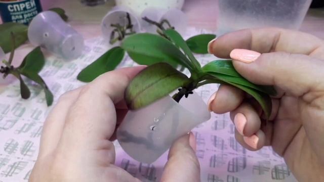 01.11.21 Миниорхидеи братство Sogo Gotris peloric обработка,посадка ,ч.2 смотреть онлайн