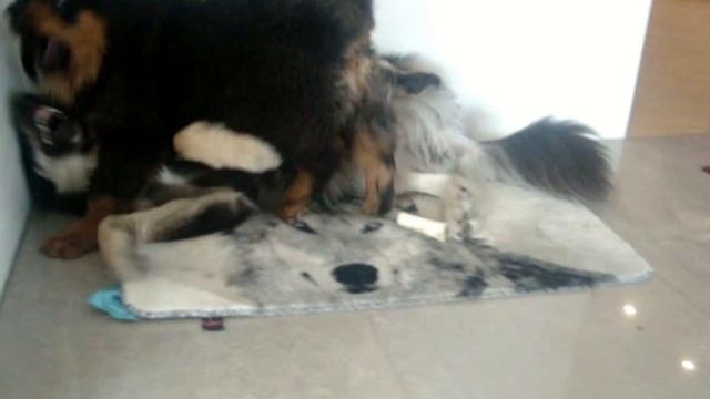 Бурят-монгольская собака. Хотошо Семён, Лапа и кот Шурик смотреть онлайн