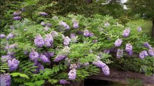 Глициния 2 Обрезка