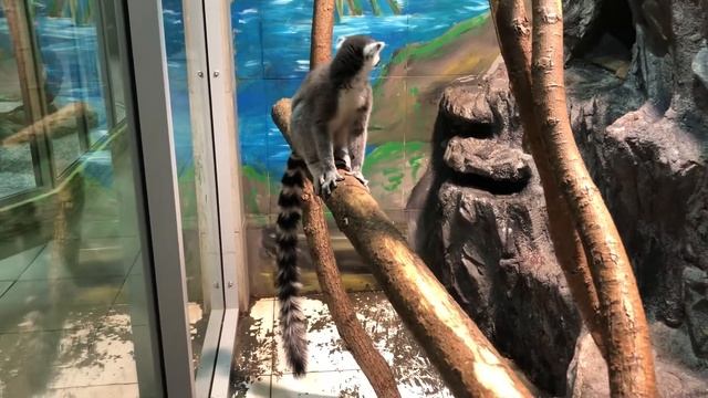 Лемур катта смотреть онлайн