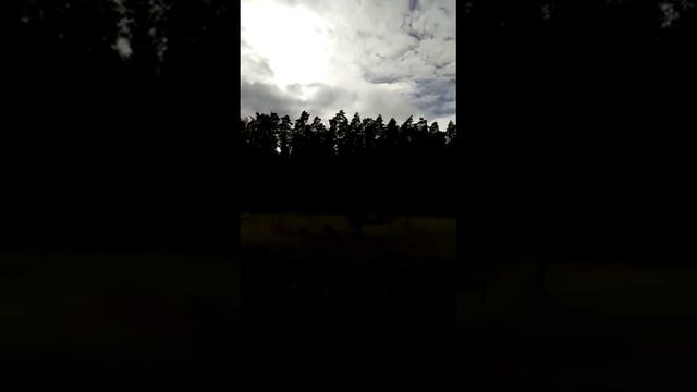 Поездка за клюквой. На болоте. Часть пятая. смотреть онлайн