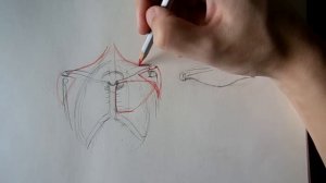 Как нарисовать плечи