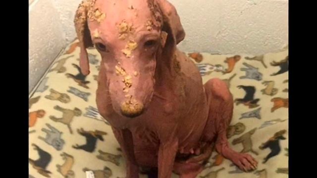 Странное лысое существо было найдено в пустыне… смотреть онлайн