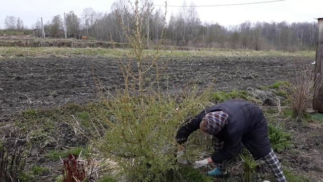 ФОРМИРОВКА ЛИСТВЕННИЦЫ!!! 25 Мая!!! смотреть онлайн