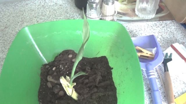 Приобретать ли #юкку? смотреть онлайн