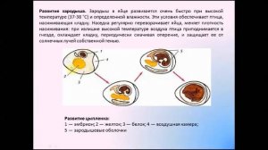 Размножение и развитие птиц. Биология 7 класс.