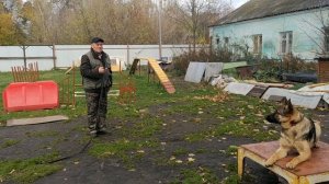 Дрессировка немецкой овчарки. Почему собака не слушается?