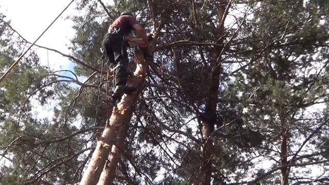 Валка сложных деревьев смотреть онлайн