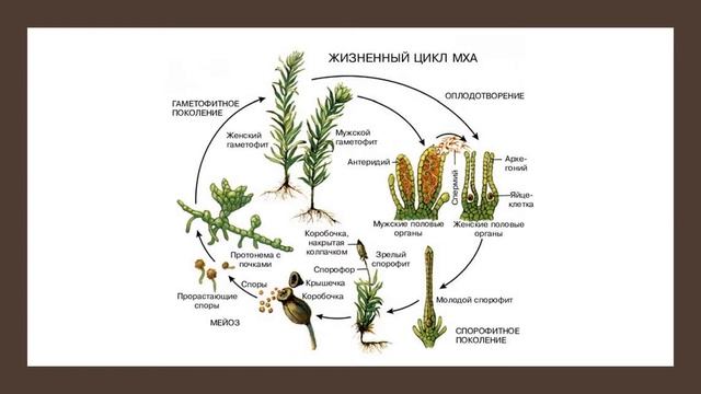 Жизненный цикл мха