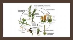 Жизненный цикл мха