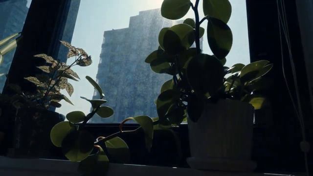 The Marvel of Maranta: Caring for Prayer Plants смотреть онлайн