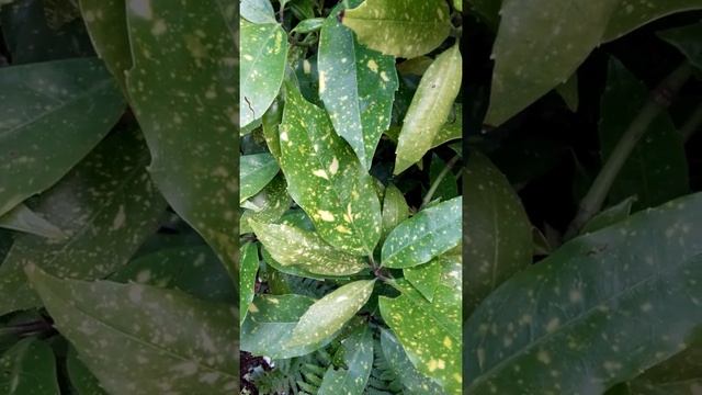 Aucuba japonica 'crotonifolia' Cornacées' Aucuba du Japon смотреть онлайн