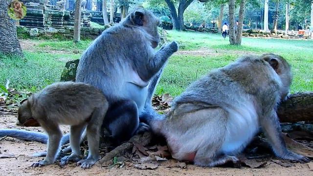 Poor Baby Vino living lonely cos lost mom Shelly so long | What happen on mom Shelly? | смотреть онлайн
