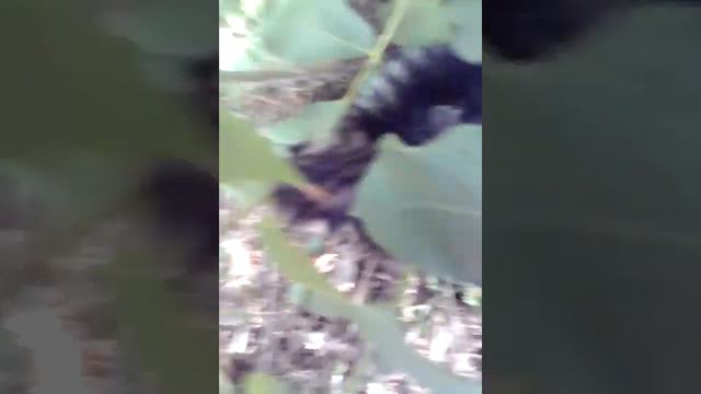 Нашли котят укушах.Мами ніде немає котьата 😭 плачуть! смотреть онлайн