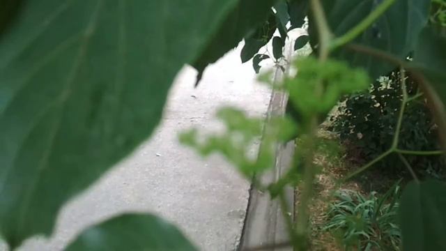 Виноград у дома. смотреть онлайн