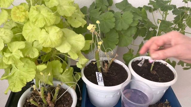 Забираю домой пеларгонии из подвала смотреть онлайн