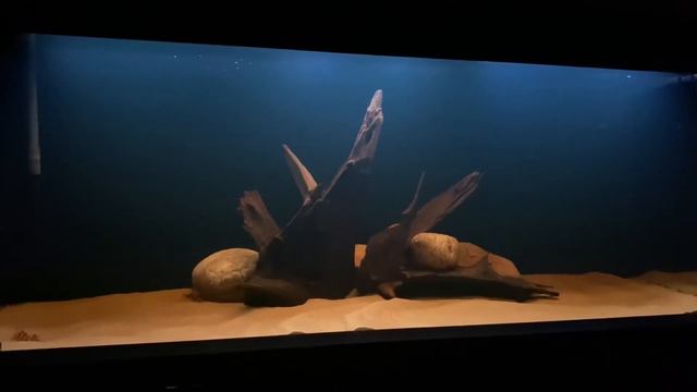 14/11/20 Запуск нового аквариума. Чёрная вода в аквариуме. Боция Клоун смотреть онлайн