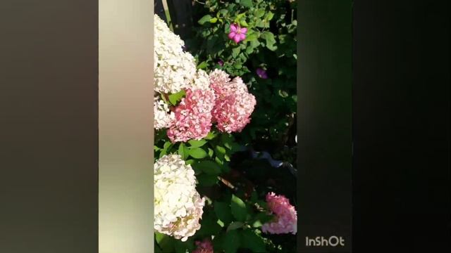 Даймонд Руж, цветение за сезон. Северо-запад России смотреть онлайн