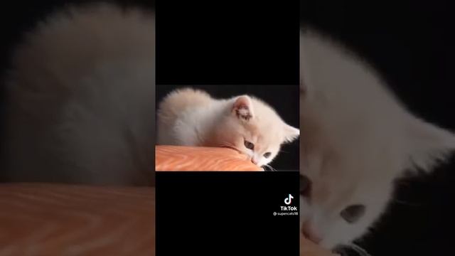 милый котёнок кушает рыбку смотреть онлайн