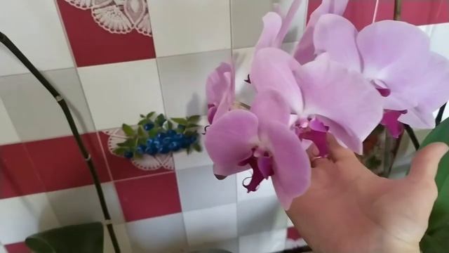 Как размножаются орхидеи фаленопсис смотреть онлайн