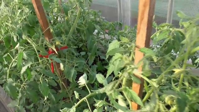 Первое борное опрыскивание - зачем делаю? Ольга Чернова. смотреть онлайн