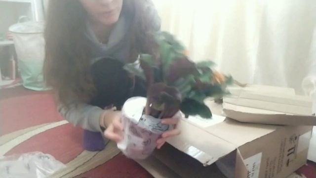 отзыв Агромаркет (відгук) комнатные растения: араукария, бонсай, калатея! смотреть онлайн