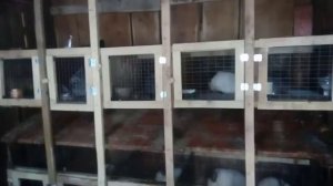 Кролики породы Калифорния, и Серебро.