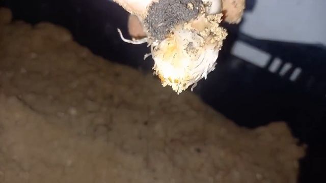 укоренение луковиц, первый полив после посадки. смотреть онлайн