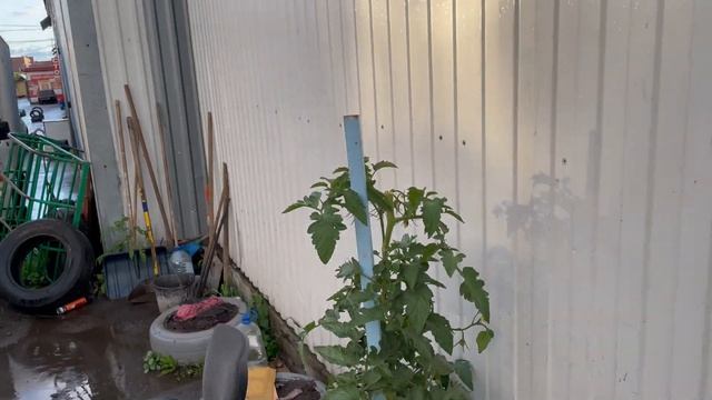 Моноколесо и Красота! Удивительное рядом! На Моноколесе всё поймаешь и всё увидишь! смотреть онлайн