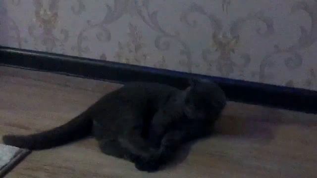 Что делает мой кот со спиннером. смотреть онлайн