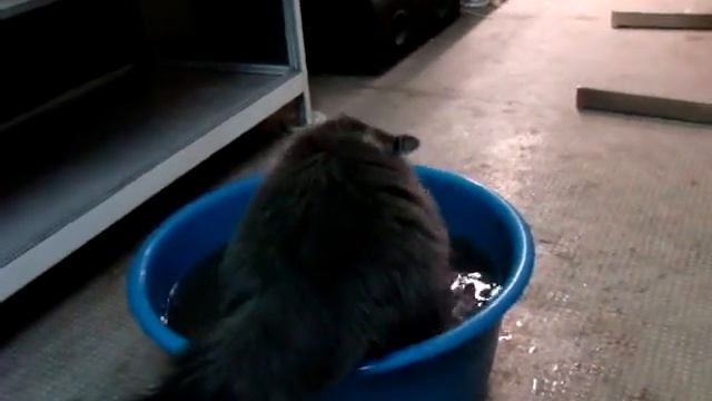 кот водолюб смотреть онлайн
