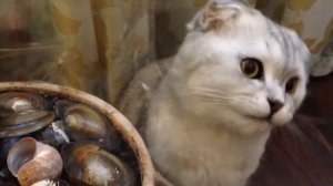 Как защитить от кота комнатные цветы