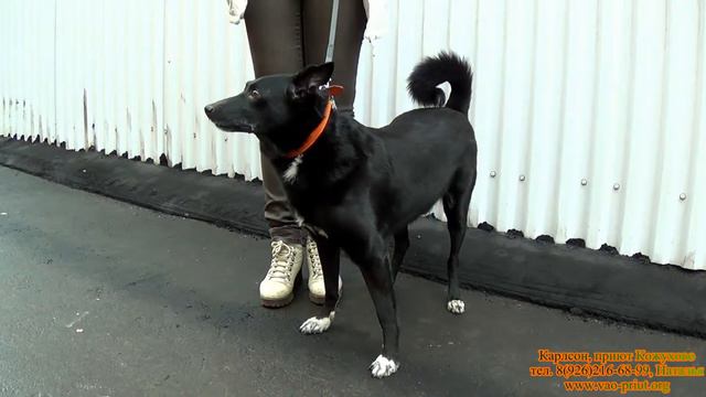 Карлсон на выставке-ярмарке. смотреть онлайн