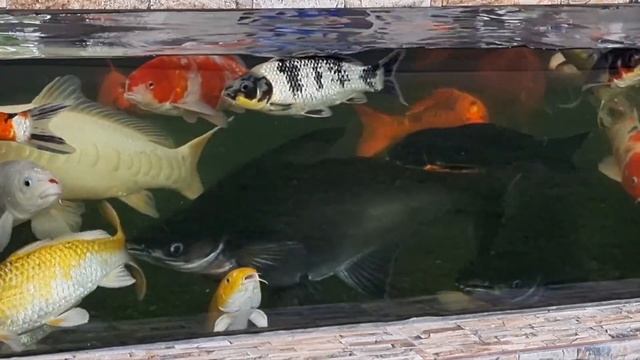 Jebao UV Clarifier 2 Week Review ??? Enjoy the ? ? ? ? смотреть онлайн