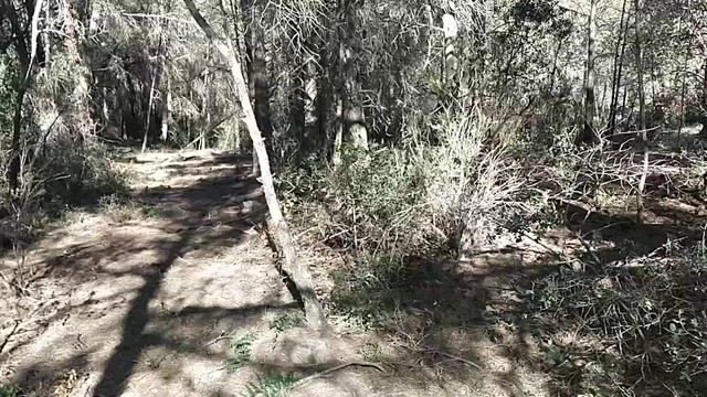 НАШ СОБСТВЕННЫЙ ЛЕС. НО РАЗВЕ ЭТО ЛЕС? смотреть онлайн