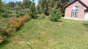 Ель голубая из семян.