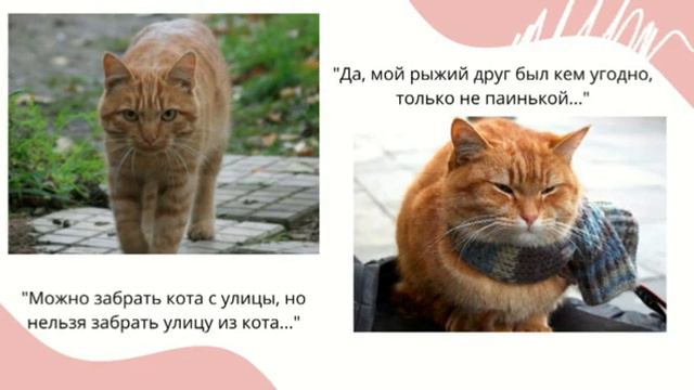 Видеосюжет "Книга Джэймса Боуэна "Уличный кот по имени Боб" смотреть онлайн