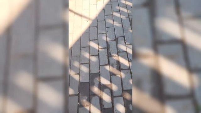 Мы приехали в зоопарк ради.... смотреть онлайн